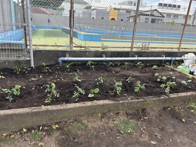 上手に植えられました。