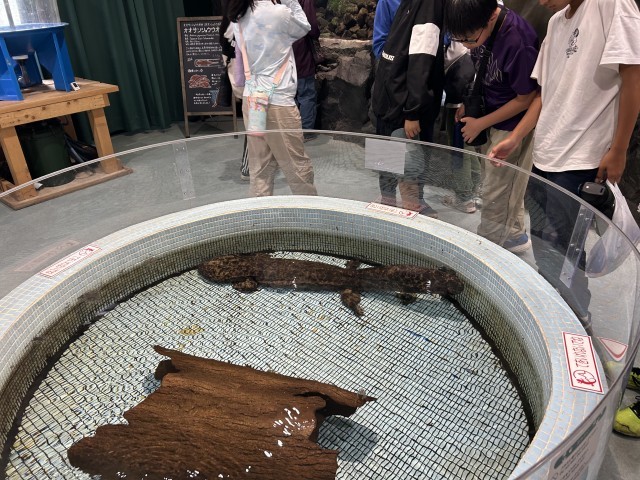 オオサンショウウオ