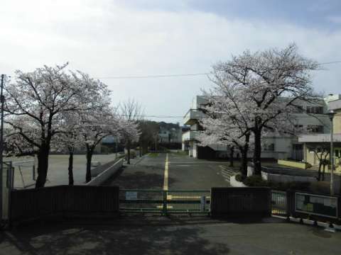 正門の桜