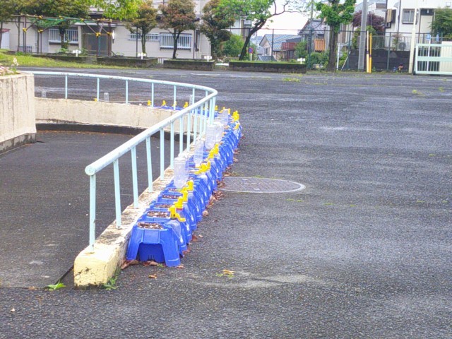 ２年生ミニトマト