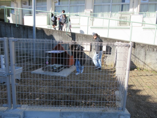 飼育小屋でウサギのお世話