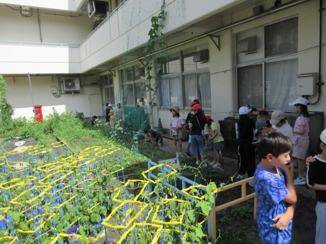 ３年生ホウセンカ他