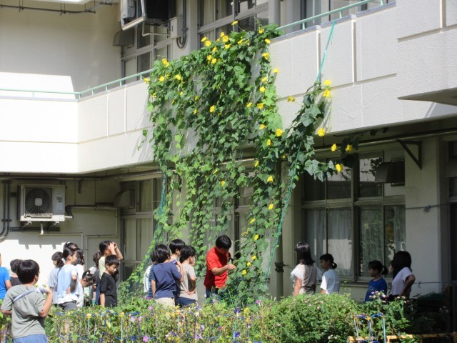 ヘチマの観察