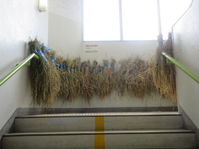 5年生稲穂