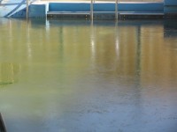 プールにも氷が