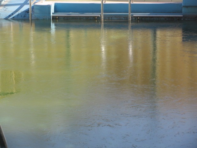 プールにも氷が