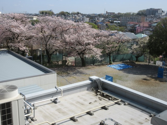 ３階から見た桜
