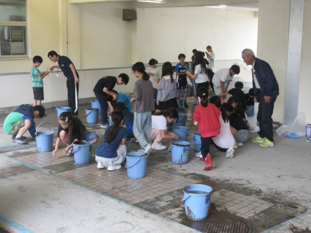 バケツに稲を植えています