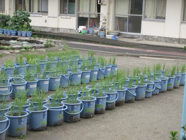 ５年生バケツ稲