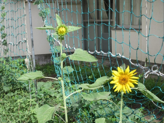 ひまわり
