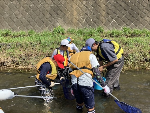 鶴見川に生息する生き物探し