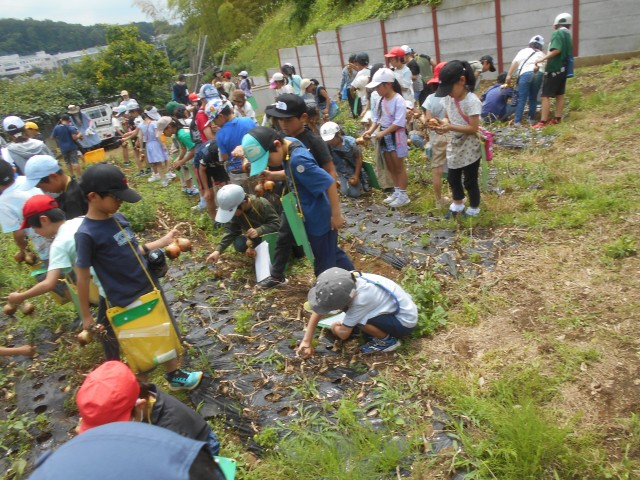 畑見学_3年_2024年秋