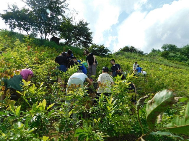 日光植林_6年_2024年秋