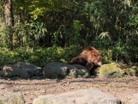サファリパークにて「クマ」