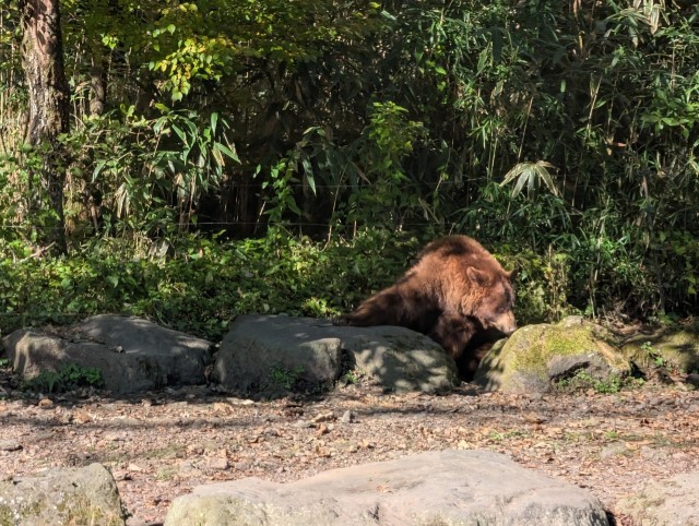 サファリパークにて「クマ」
