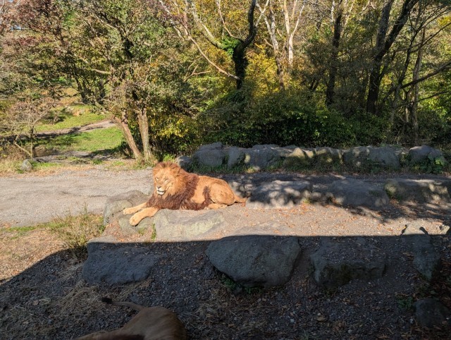 サファリパークにて「ライオン」
