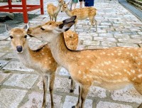 お目当てはやはり鹿