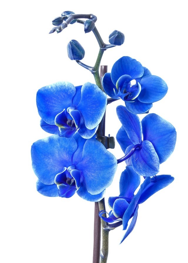 phalaenopsis-1858681_1280.jpg