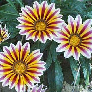 gazania_n03.jpg