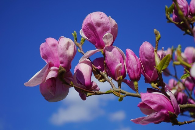 magnolia-324299_1280.jpg