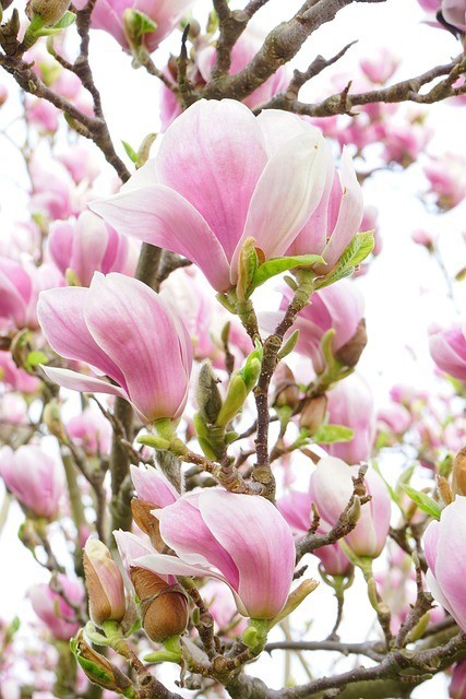 magnolia-324216_640.jpg