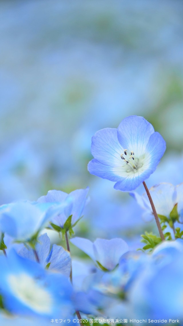 nemophila2-sp.jpg