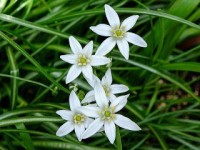 ornithogalum_04.jpg