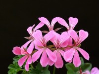 pelargonium-409238_640.jpg