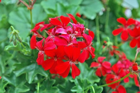 geranium-141553_1920.jpg