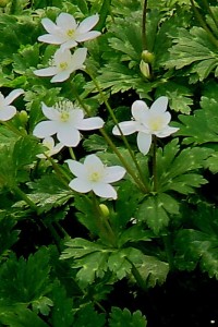 ９-3花が開花したニリンソウ-右側.jpg