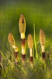 horsetail-3335448_640.jpg