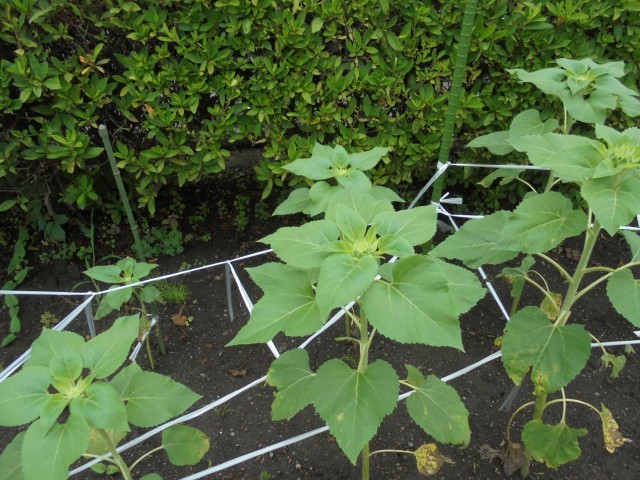 ひまわりプロジェクトの花